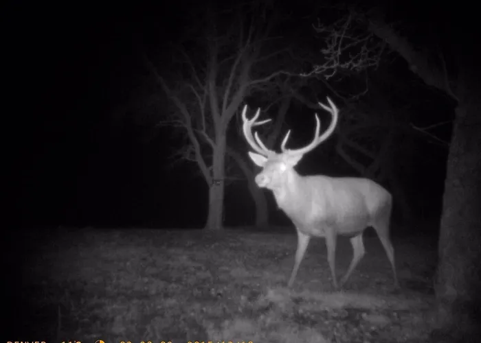 Reethaus Hoheleuchte